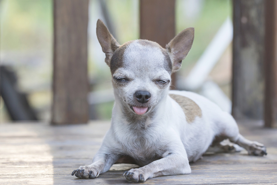 Ein Gramm Heroin waren für den Chihuahua zu viel des "Guten". (Symbolbild)