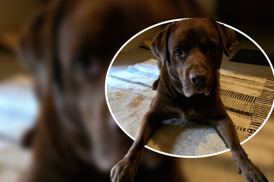 Labrador-mengeling met zwaar lot zoekt mensen met hondenervaring