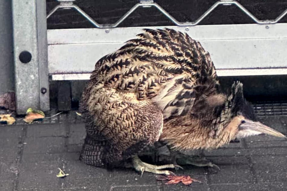 Anwohner alarmieren nach ungewöhnlichem Fund die Feuerwehr: Was ist das denn für ein Vogel?