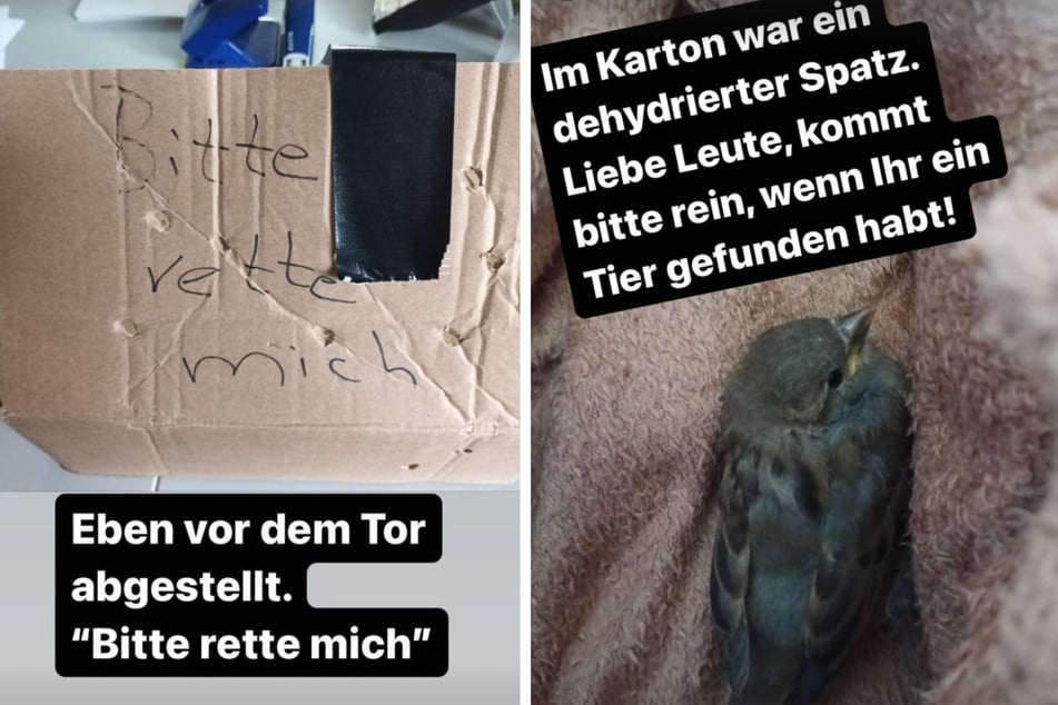 Der Spatz kam jüngst als Findling ins Tierheim Bergheim.