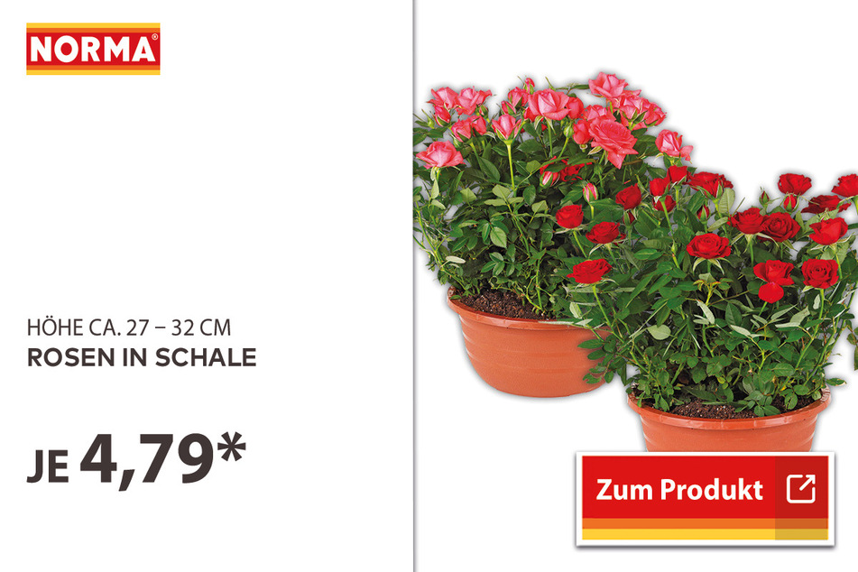 Rosen in Schale für 4,79 Euro