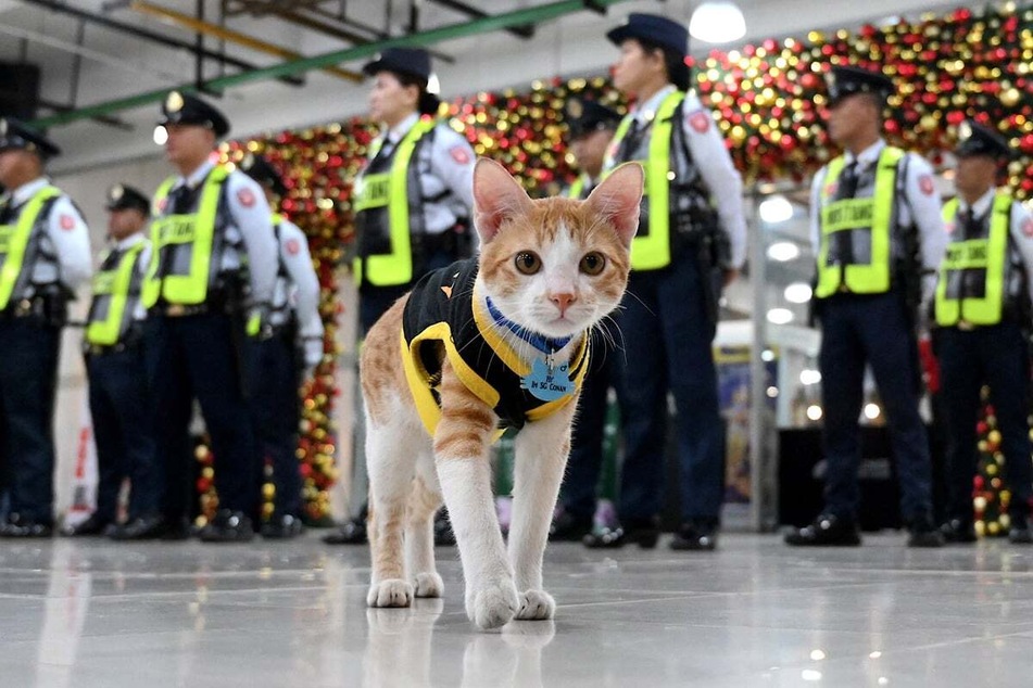 Conan the cat has been appointed as the newest security guard at the Worldwide Corporate Center in Manila.