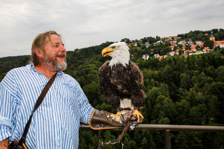 Falkner Hans-Peter Schaaf (51) ist mit seinen Greifvögeln beim Hohnsteiner Fest dabei.