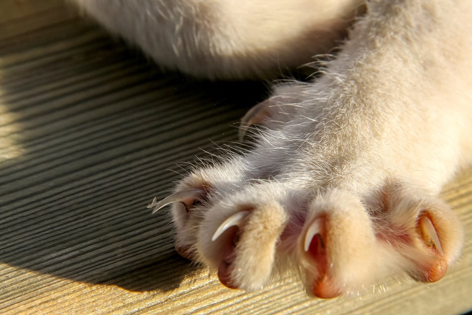 Katzen können ihre Krallen einfahren und erst bei Bedarf nutzen.