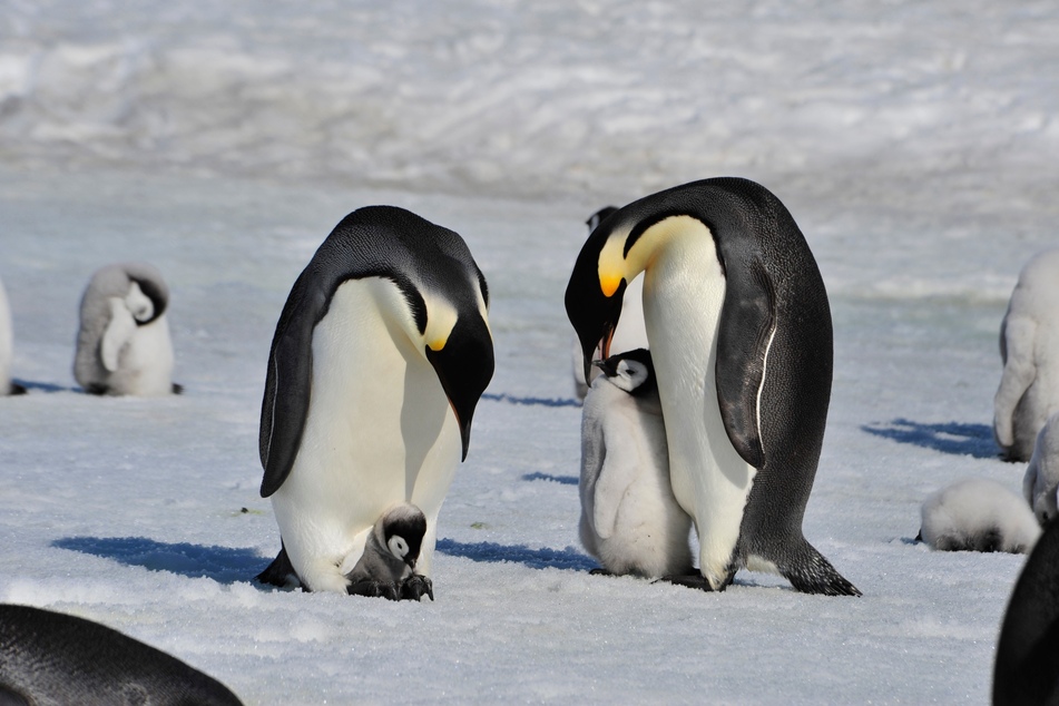 Emperor penguins are increasingly threatened by climate change.