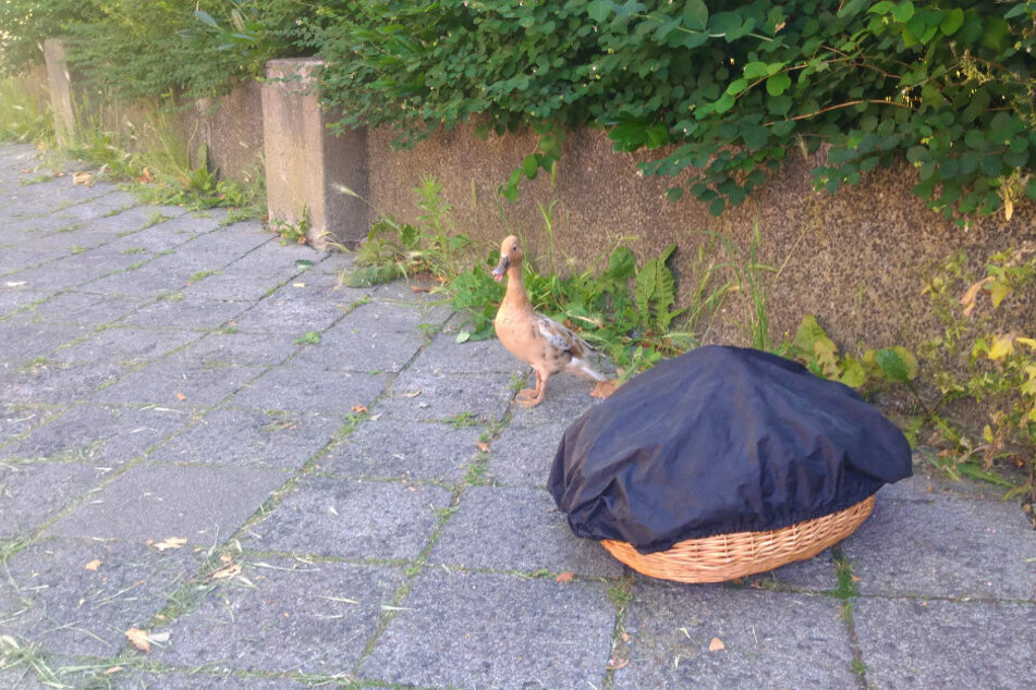 Die Entenmama und die Geschwisterchen im Korb warteten während der Rettungsaktion auf dem Gehsteig.