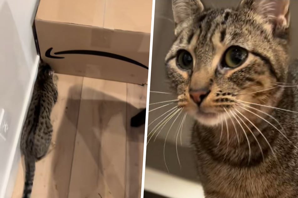 Pudding the cat was furious when she couldn't get under the box. But why?