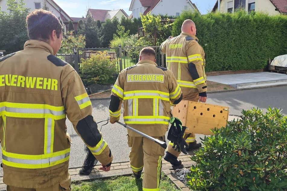 Die Freiwillige Feuerwehr Grimma kümmerte sich um das verirrte Tierchen.