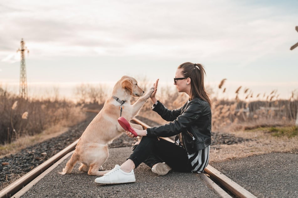 Build trust with a fearful dog by sharing a sense of accomplishment.