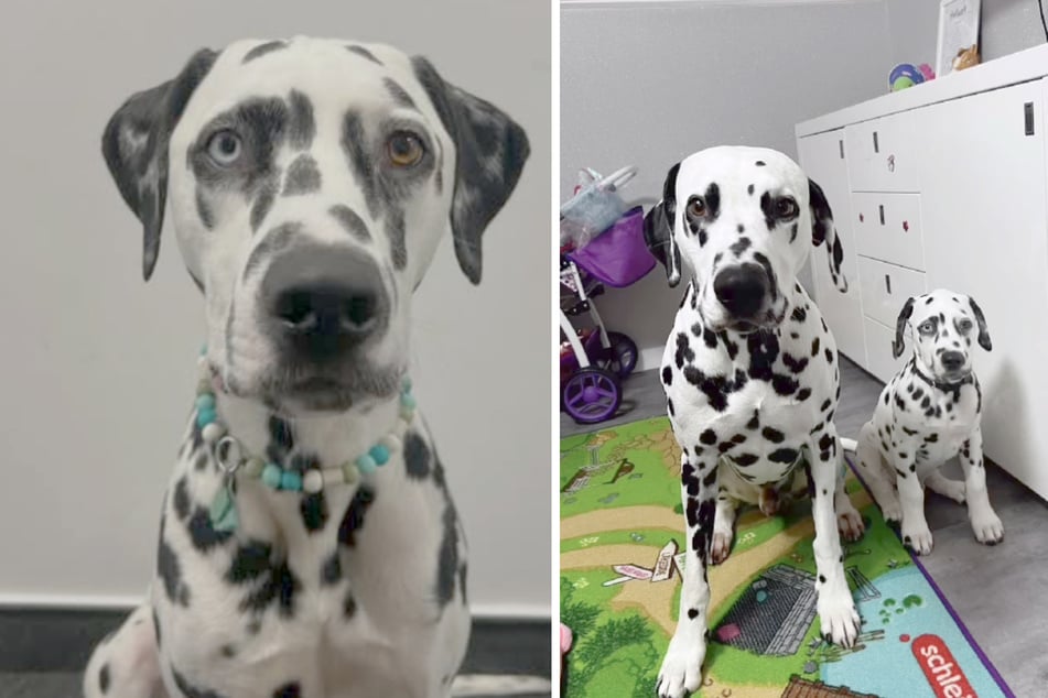 Im Oktober 2024 komplettierte Hund Diesel (l.) das Dalmatiner-Duo mit Dexter.