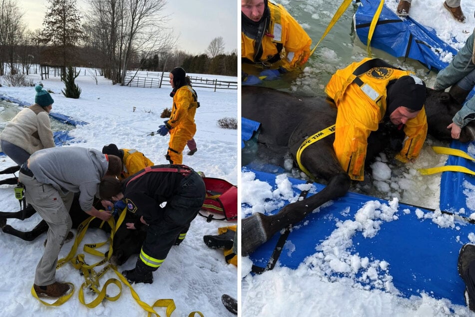 Mit Abschleppgurten ziehen die Rettungskräfte Pferd Dixie aus dem vereisten Pool.