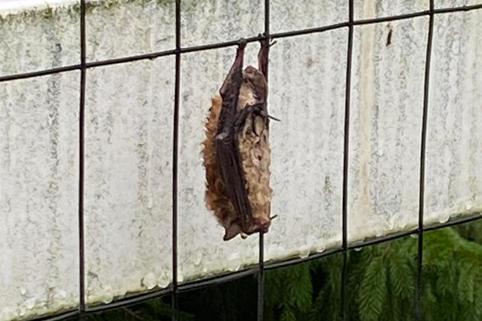 One very observant homeowner spotted a little brown bat in dire need of help. The poor animal was soaking wet and clinging to a fence!