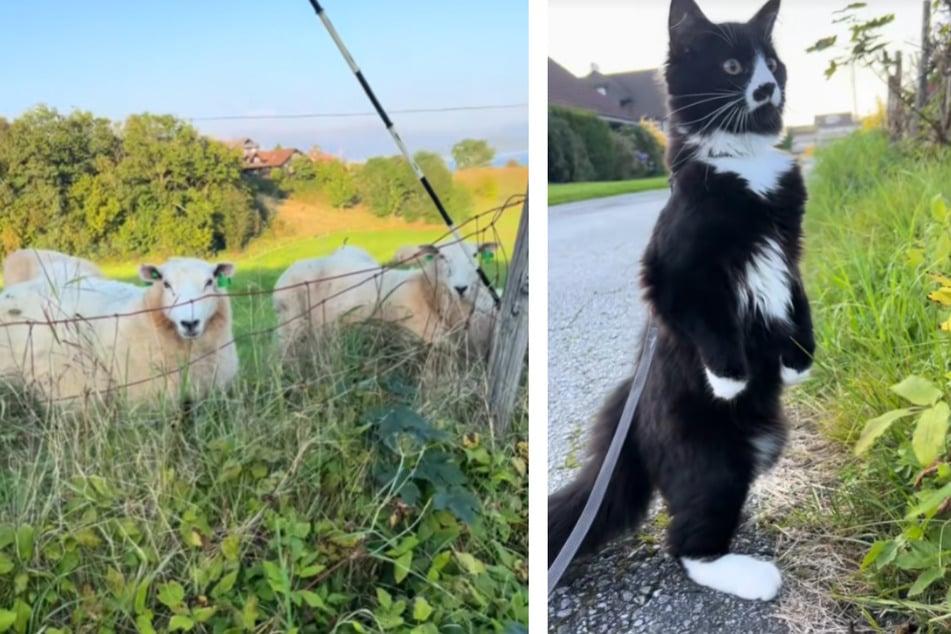 The hilariously astonished reaction of a cat who saw some sheep for the first time has taken TikTok by storm!