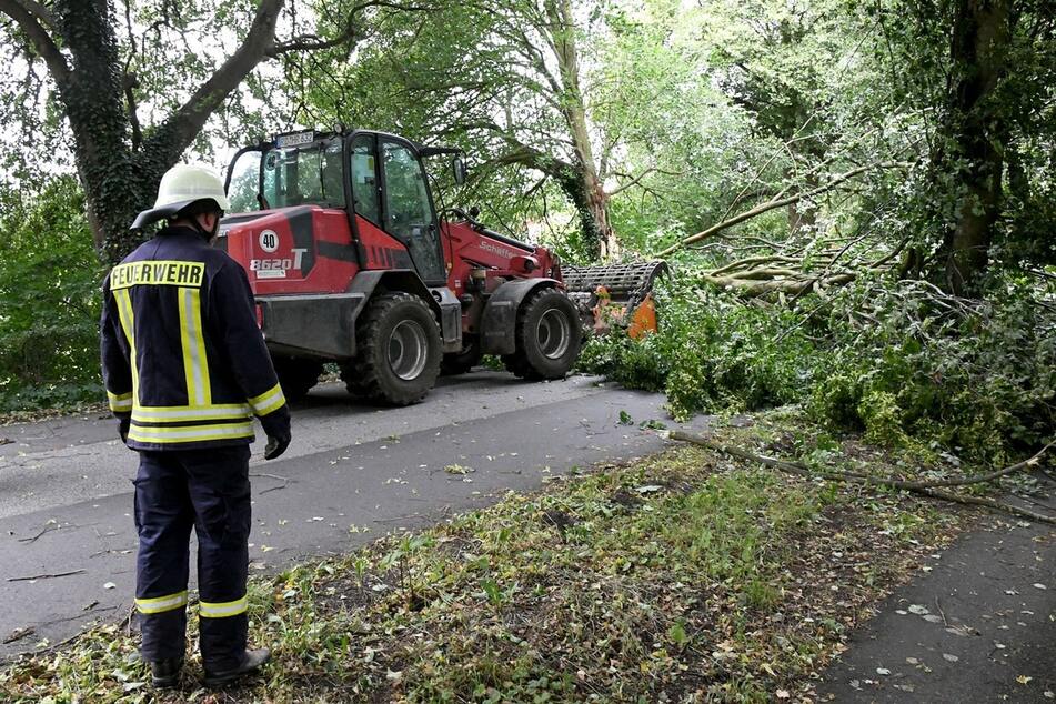 In Rendsburg musste die Feuerwehr einen großen, umgekippten Baum mühevoll von der Straße entfernen.