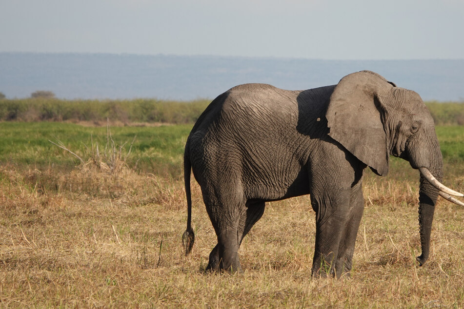 Schwangere Elefantenkuh sieht Rot und lässt ihrem Besitzer keine Überlebenschance