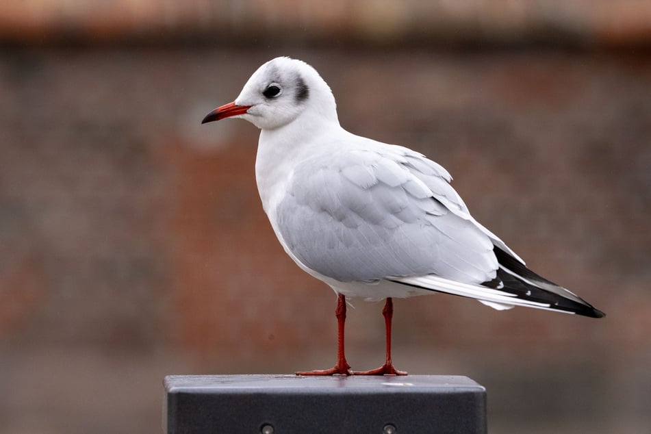 Es difícil de creer, pero es verdad. Algunas bandadas de gaviotas han salvado las cosechas de los agricultores de los grillos mormones.
