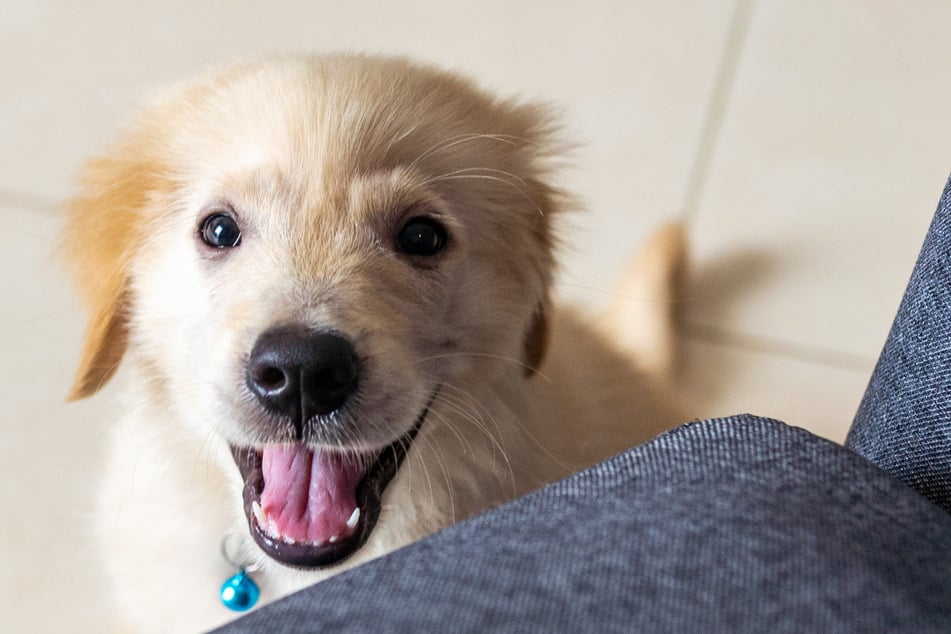 Die neue "Assistentin" des kleinen Mädchens ist ein Golden Retriever. Die junge Hündin weicht dem Kind nicht mehr von der Seite. (Symbolbild)