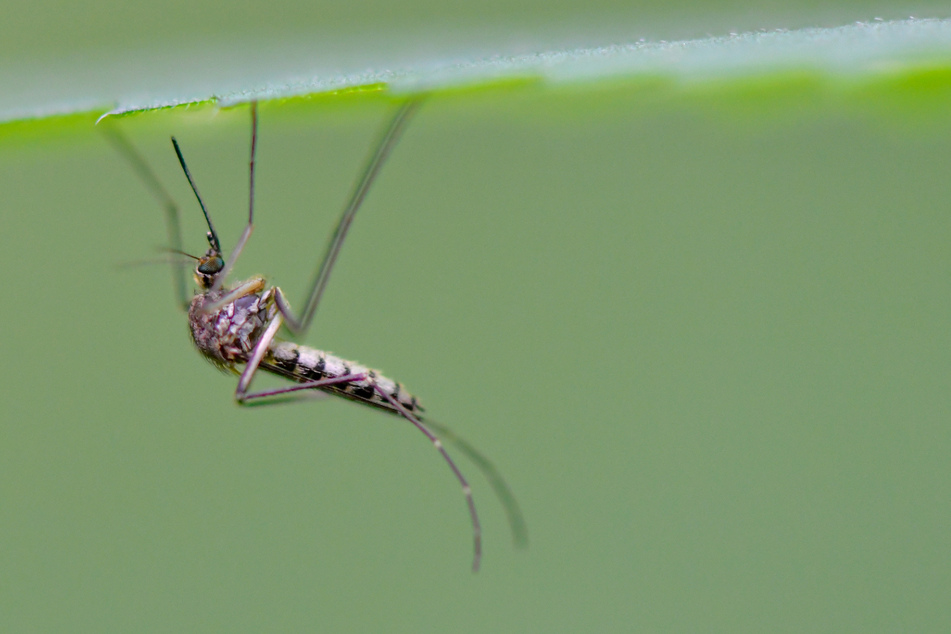 Mücken der Art Aedes vexans kommen hierzulande am häufigsten vor. Die kleinen Tiere können tropische Krankheiten übertragen.