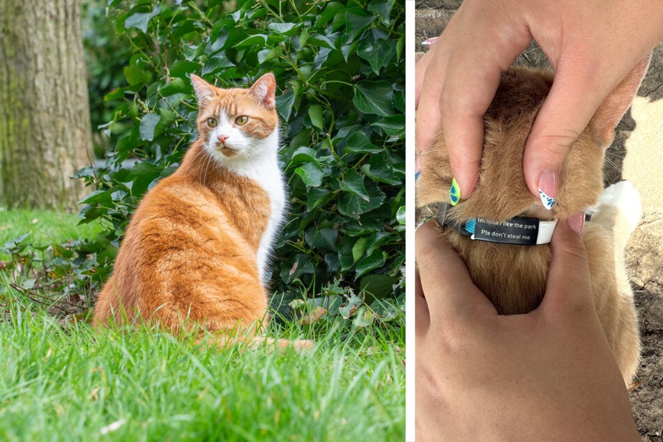 Gato se acerca a una niña en el parque: El mensaje en su collar desata un apasionado debate