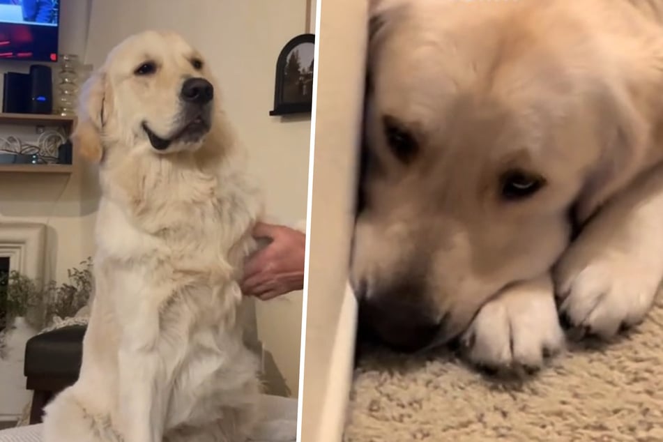Dog is heartbroken when owners pack for vacation, but then comes the best surprise!