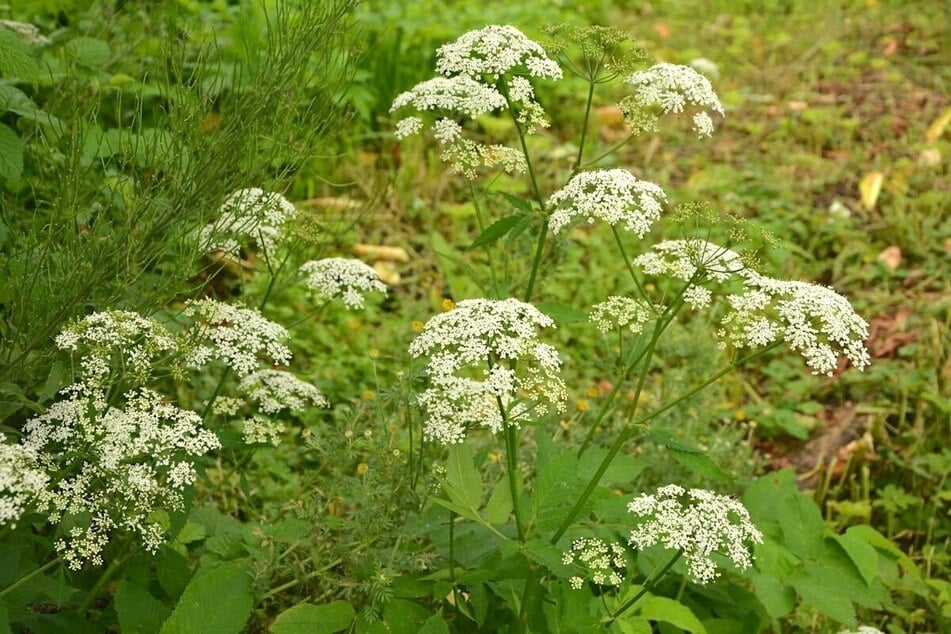 Giersch im Garten bekämpfen: So wirst Du das hartnäckige Unkraut dauerhaft los