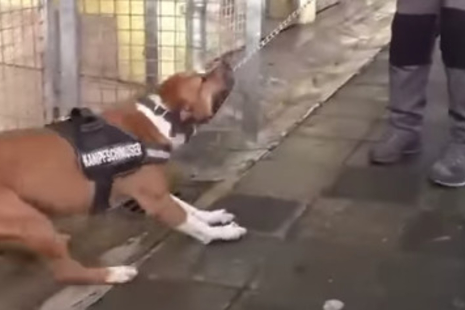 Hund Chicco beißt sich in der Leine fest. Dieses Problem soll ihm abtrainiert werden, wie das Video zeigen sollte.