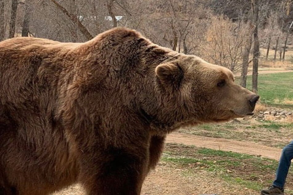 Bart the Bear II turned 21 years old.