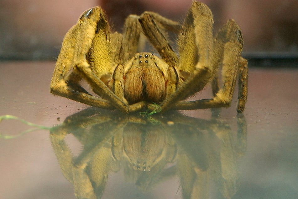 Die meisten Spinnen in Deutschland sind ungefährlich, aber Bananenspinnen können durchaus giftig sein. (Symbolbild)