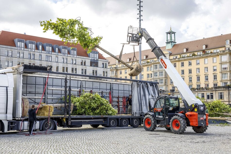 Transport von Trompetenbäumen auf dem Altmarkt: Die Kosten für eine Baumpflanzung steigen mit jedem Jahr. (Archivbild)