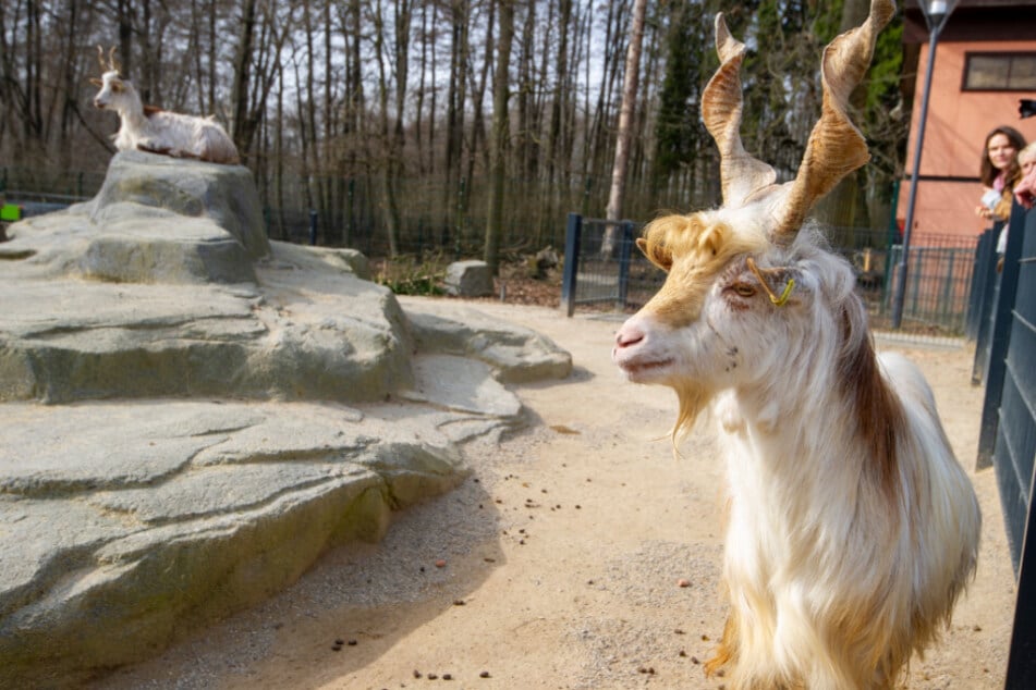 Auch die Girgentana-Ziegen freuen sich auf Euren Besuch.