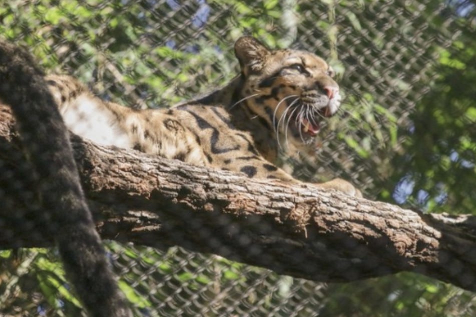 Missing Dallas Zoo leopard saga is now being investigated as "suspicious"