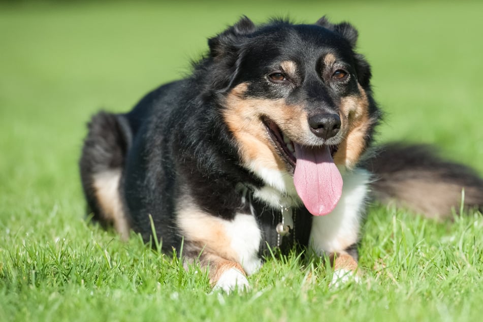 Panting is actually completely normal for dogs, even if it seems worrisome.