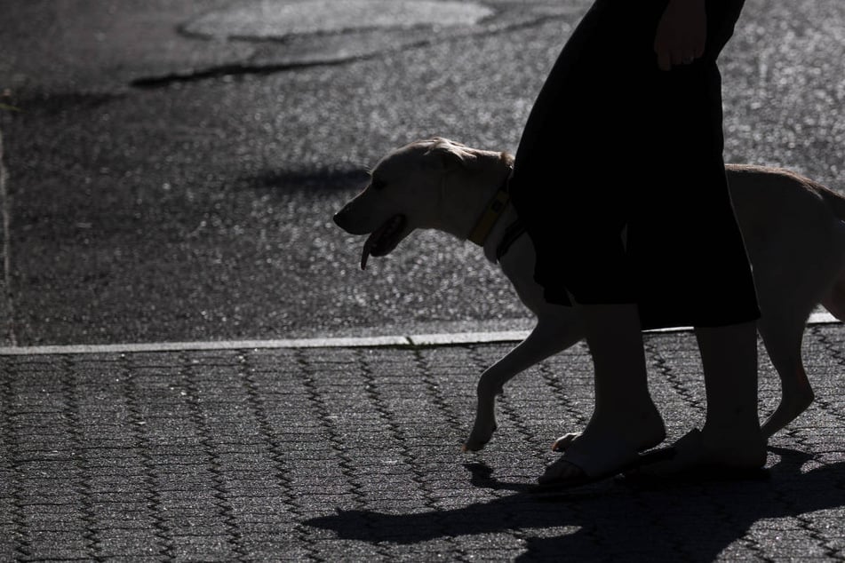 Auch Hunde bekommen Sonnenbrand: Diese Rassen sind besonders gefährdet