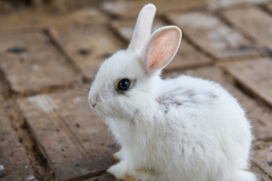 Befindet sich das Kaninchen im Fellwechsel?