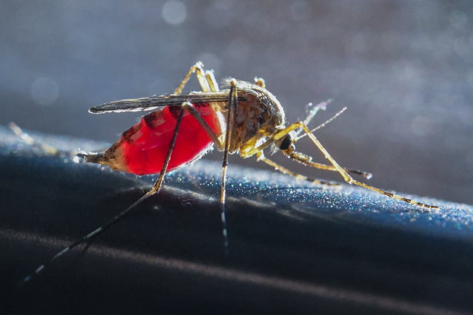 Eine mit Blut vollgesaugte heimische Stechmücke. Manche übertragen das gefährliche West-Nil-Virus. Vor allem in der Region Leipzig traten bisher Infektionen auf.