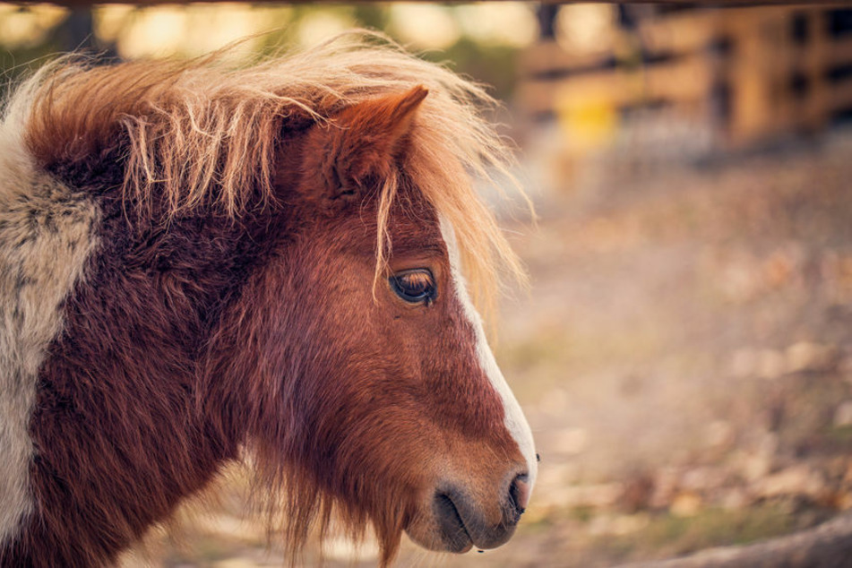Der Kadaver eines toten Shetlandponys ist nach Angaben des Besitzers angeblich gestohlen worden. (Symbolbild)