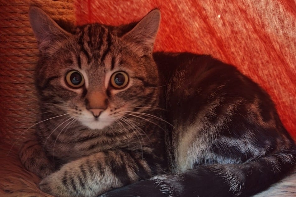 Haribo, der Bruder von Colorado, sucht ein liebevolles Zuhause, in dem die beiden zusammen bleiben können.