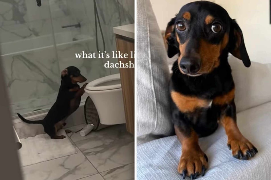 Dior the dog has a very special talent, and video evidence to back it up. How the heck did this adorable little Dachshund teach himself to do that?!