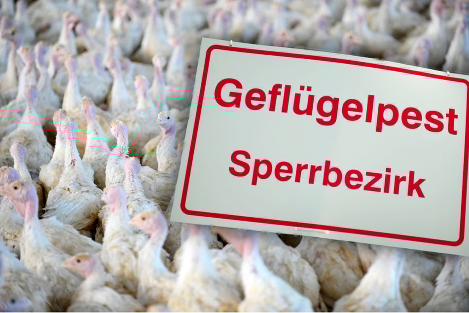 Seuchen-Ausbruch in Sachsen: Zehntausende Puten müssen getötet werden