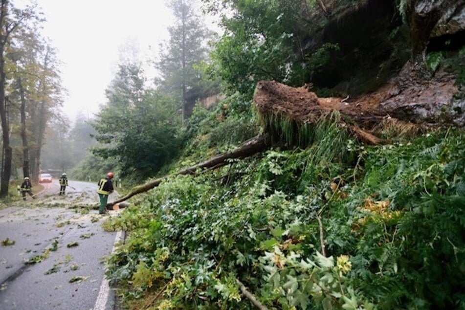 Die Einsatzkräfte der Freiwilligen Feuerwehr Ottendorf waren vor Ort und beseitigten den umgestürzten Baum.