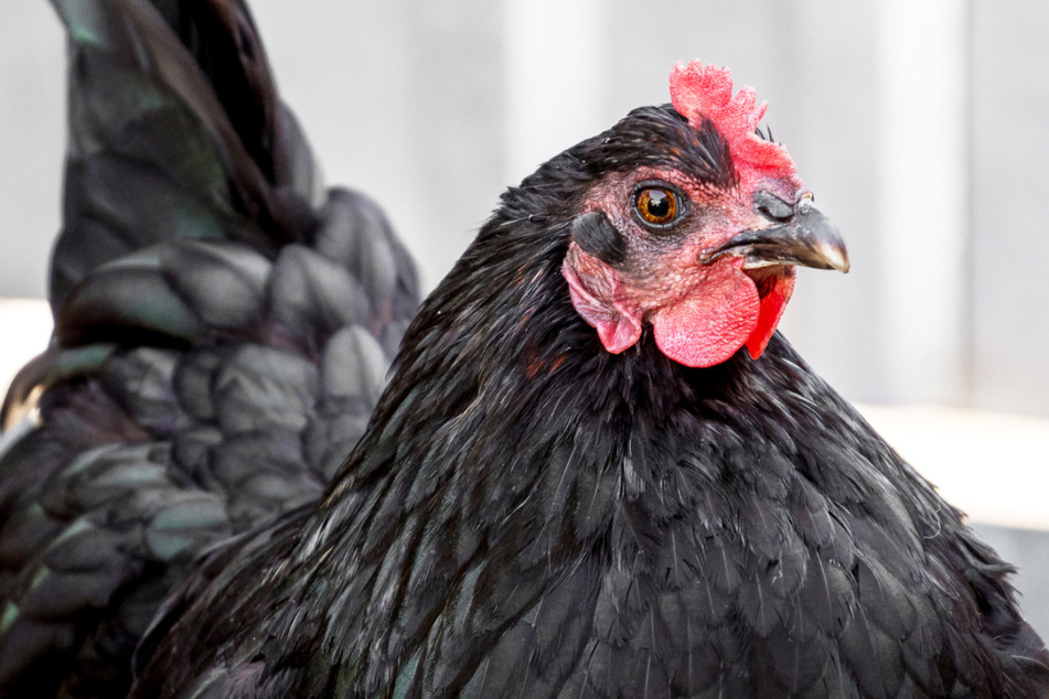 Die Männer klauten eine schwarze Henne von einem Hof in Bayern. (Symbolbild)
