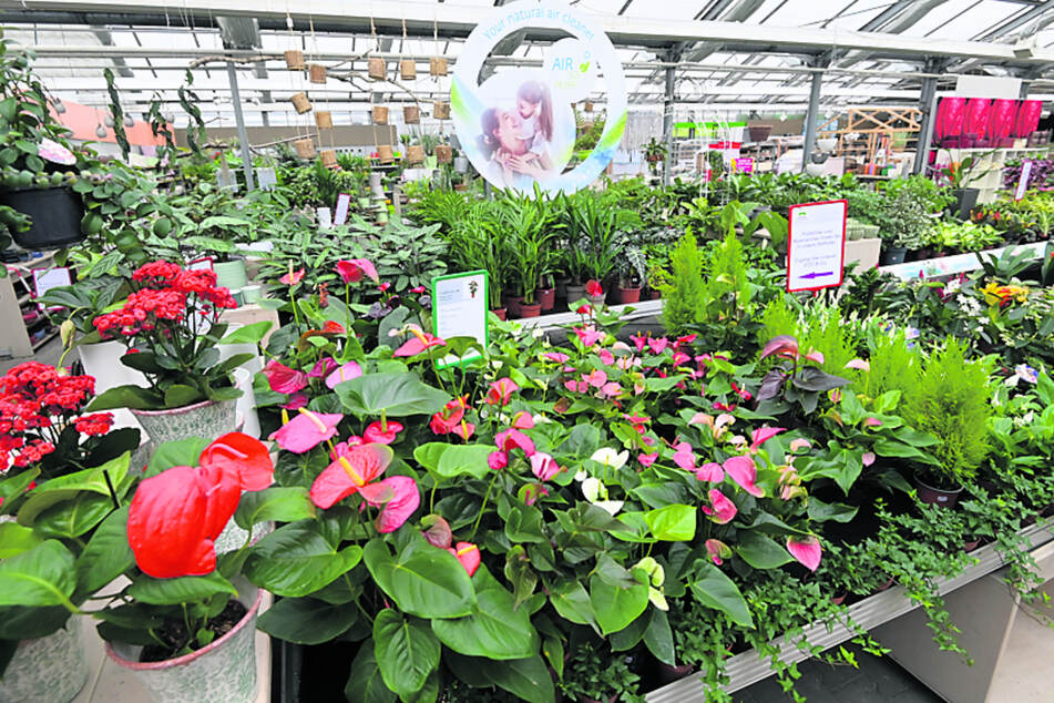 Bisher (und weiter) offen: reine Gartencenter, wie der Gartenfachmarkt Richter in Chemnitz.