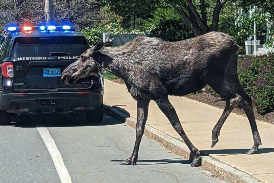 The lady moose roamed the streets of the small town of Westford.