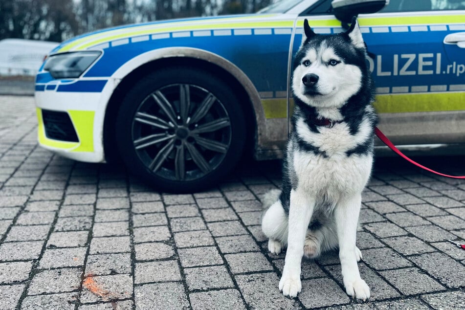 Jetzt sucht der entlaufene Husky sein Zuhause.