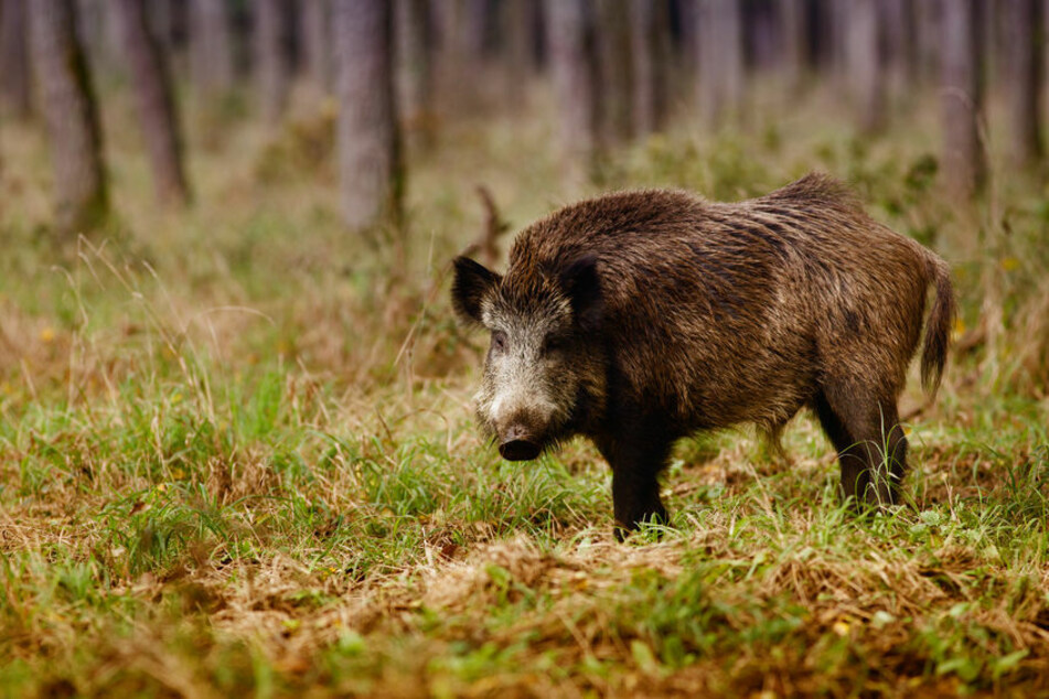 Ein Wildschwein überquerte die Straße und stieß mit einem Autofahrer zusammen (Symbolbild).