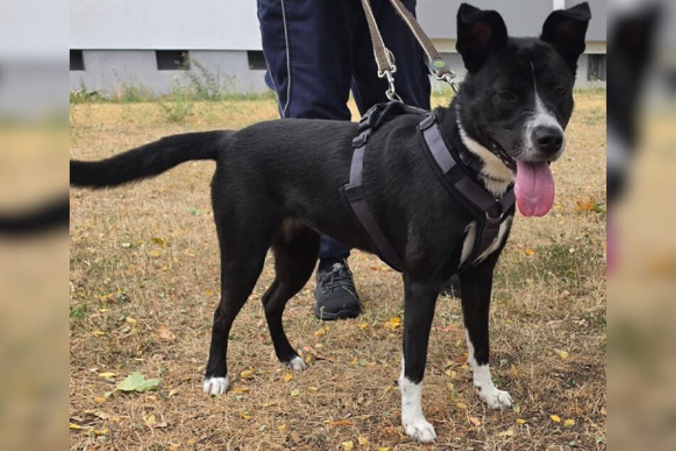 Mischlingshündin Molly besitzt noch enorm viel Potenzial, eine tolle Alltagsbegleiterin zu werden.
