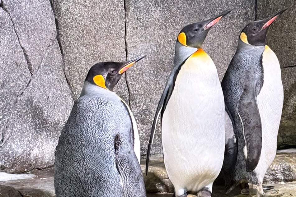 Frischer Wind in der Pinguin-WG: Königlicher Zuwachs im Tierpark Hagenbeck