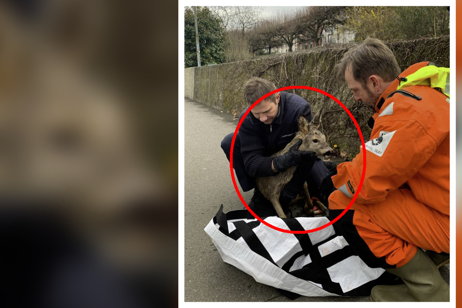 Hund hetzt Rehe in den Rhein: Feuerwehr rettet panische Tiere