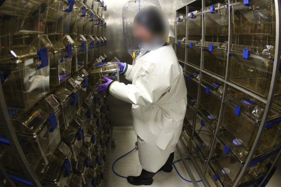 Eine Virologin steht in einem Hochsicherheitslabor zwischen Boxen für Versuchstiere. In Brandenburg sind 2020 knapp 25.000 Tiere zu Forschungszwecken eingesetzt worden. (Symbolfoto)