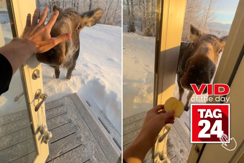 viral videos: Viral Video of the Day for January 25, 2024: Big snow puppy stops by man's cabin for fresh fruit!